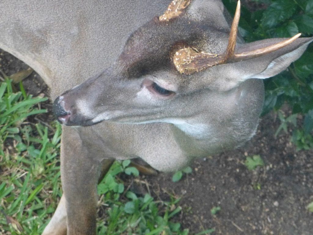 Venado cola blanca en Playacar