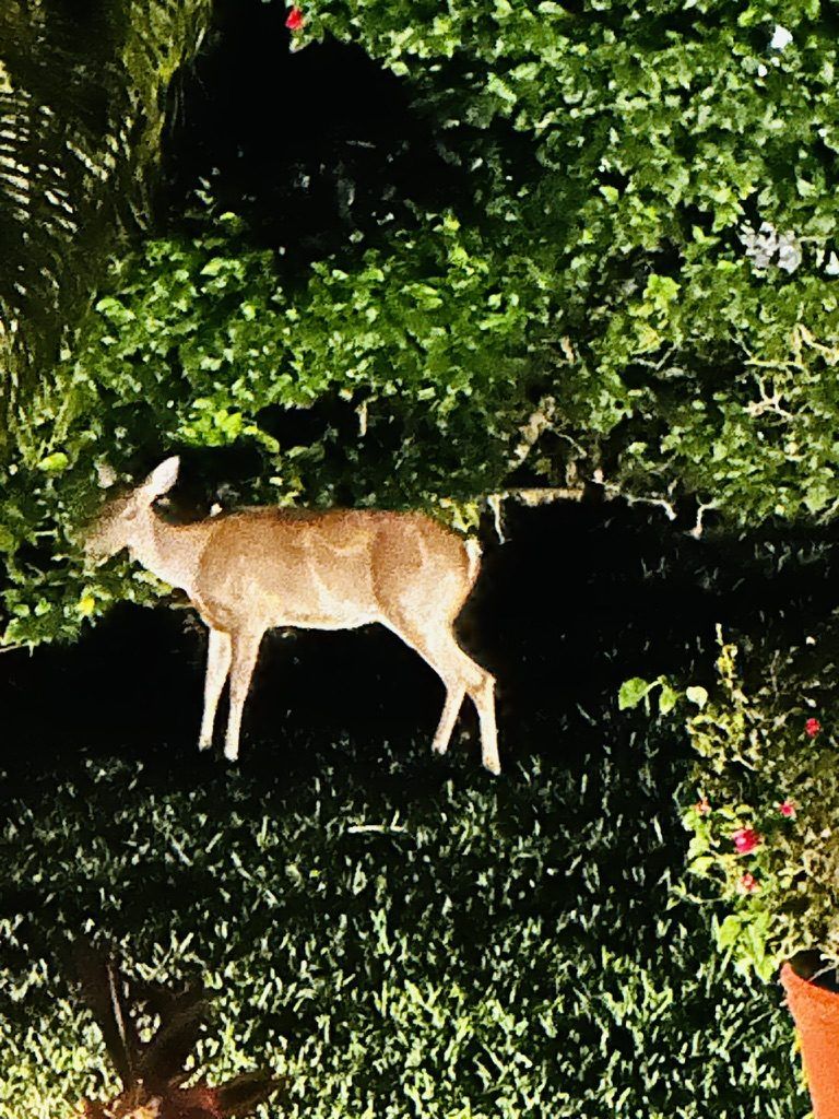 Venado de noche