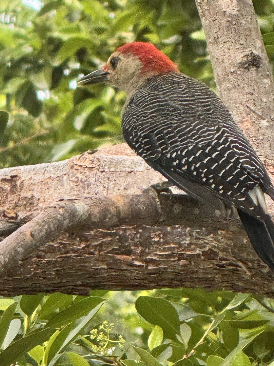 Carpintero cheje