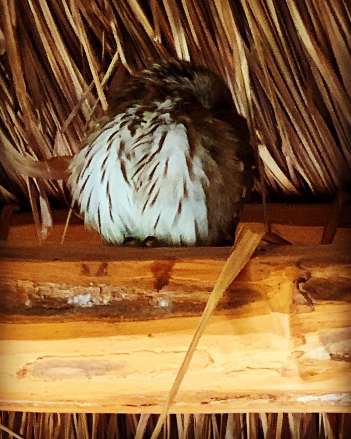 Tecolotito durmiendo