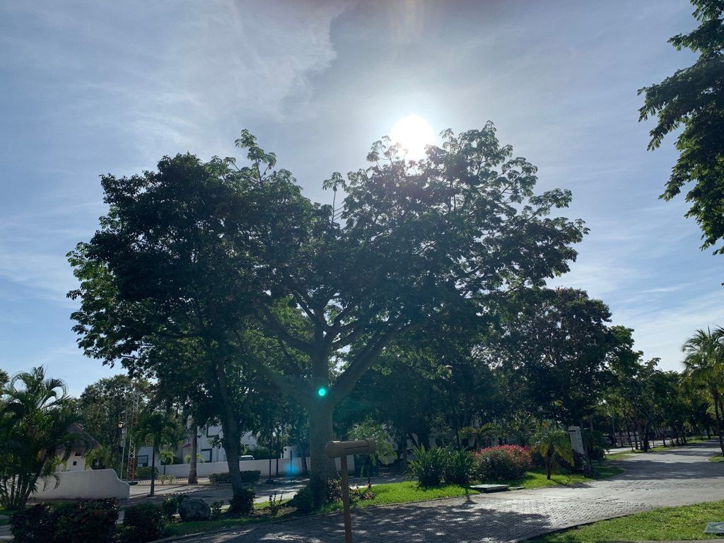 Árbol monumento a contraluz
